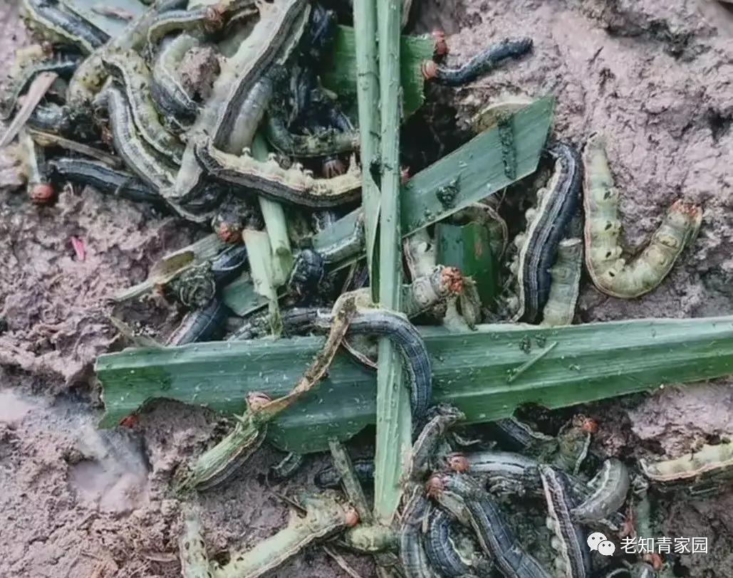 北大荒的虫子：蚊子、小咬、瞎蠓、臭虫、虱子、跳蚤、黏虫