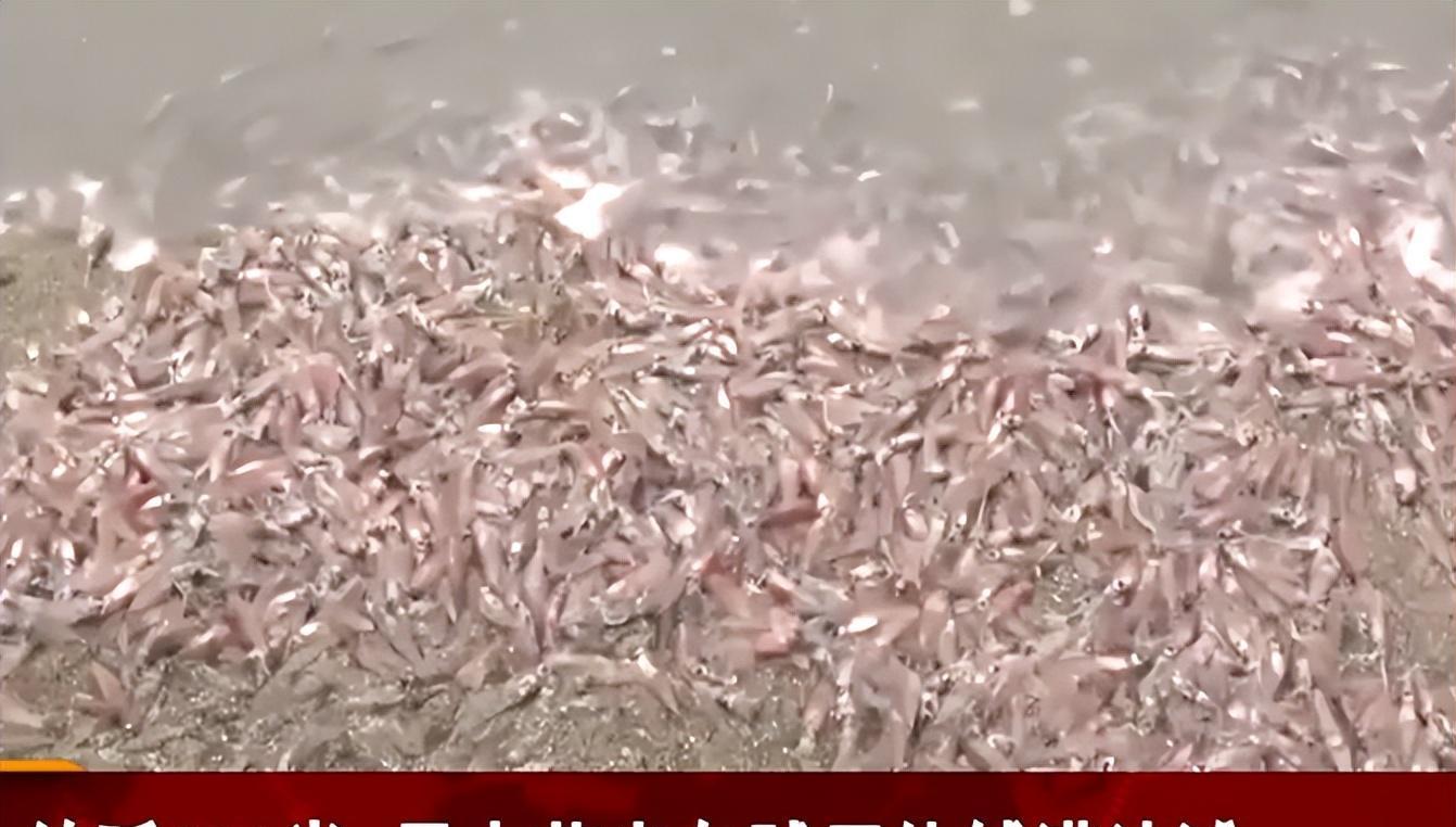 日本河水一夜突变荧光绿！政府警告：千万不能碰，是*污染核**反噬？