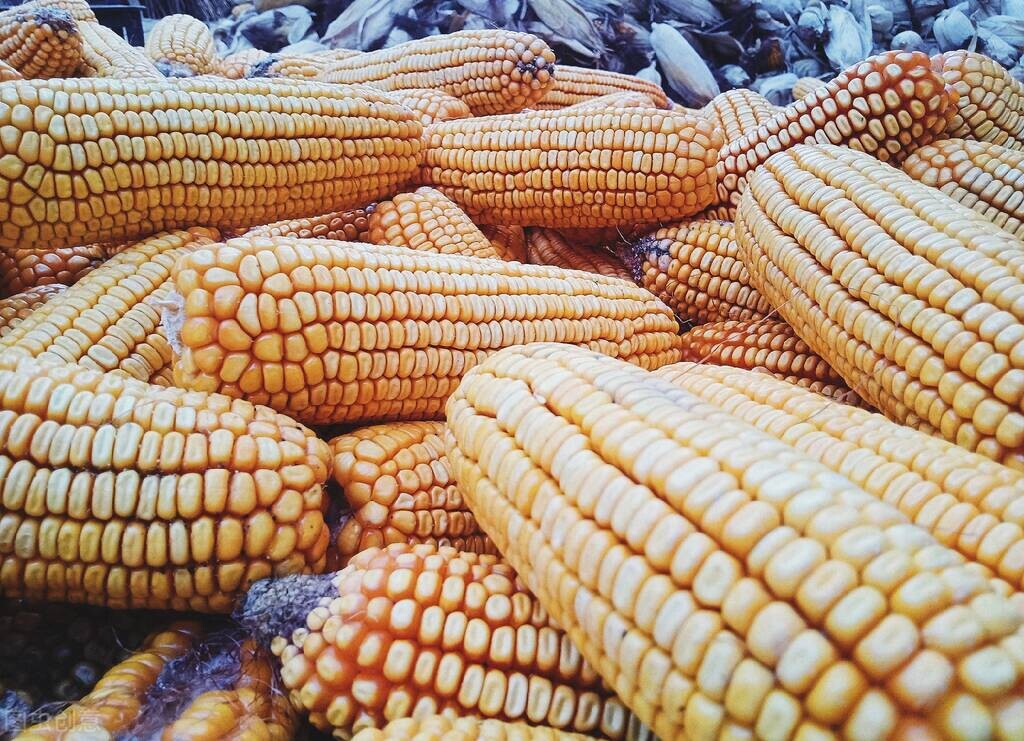 黑龙江玉米主产区,黑龙江发货糯玉米