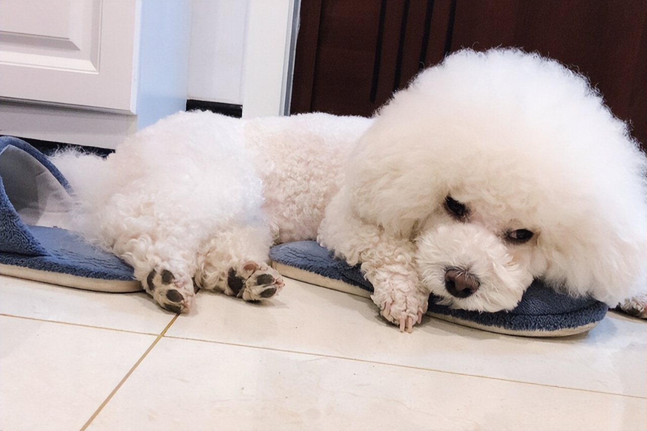 比熊犬容易得的病,比熊犬容易得五种病