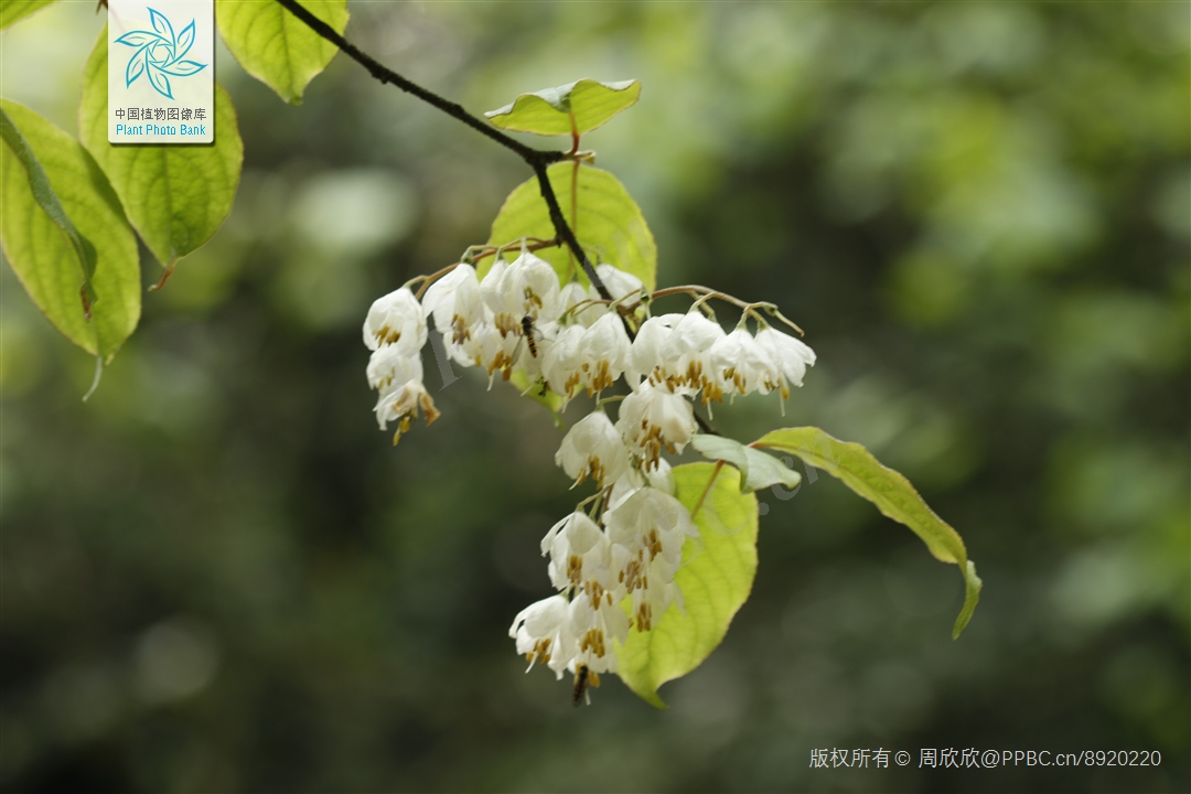 鏃ユ湰闆爲,鏃ユ湰闆搩