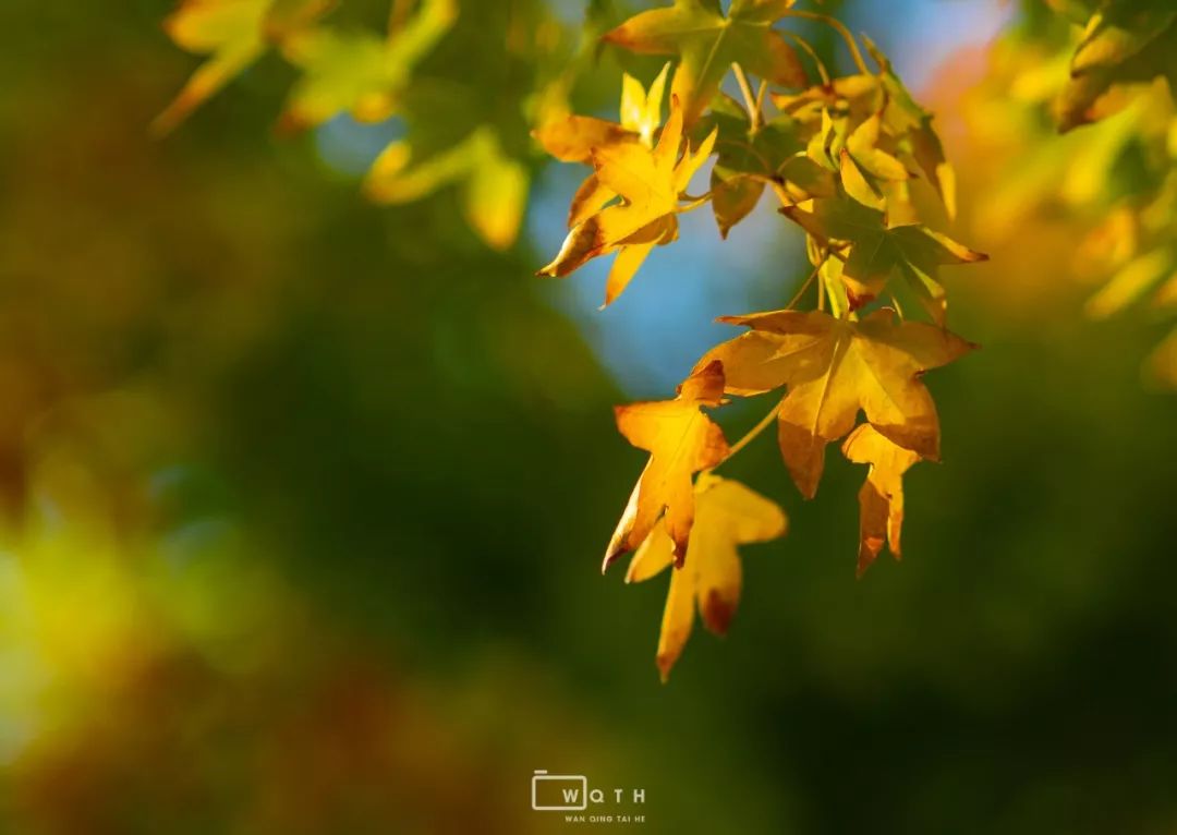 生态城城市公园,规划生态体育公园