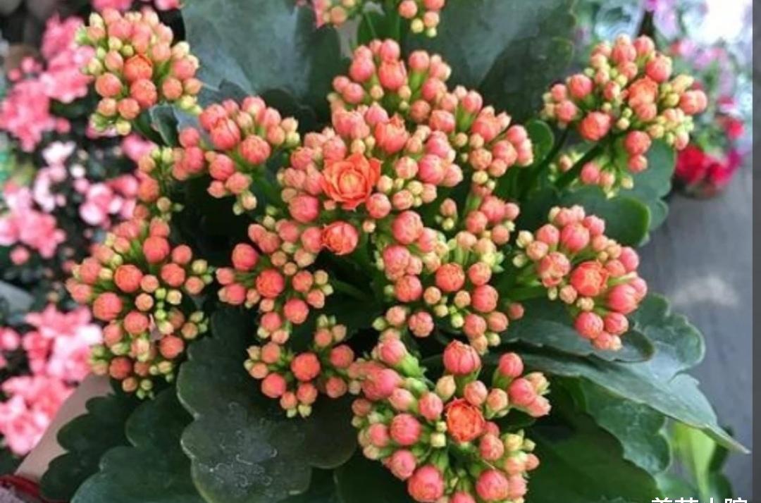 室外养长寿花用罩黑袋促花吗,长寿花促花苞怎么用磷酸二氢钾