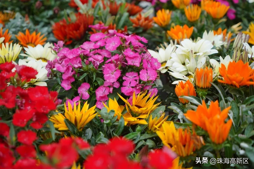 迎春花市亮灯仪式,珠海高新区迎春花市时间表