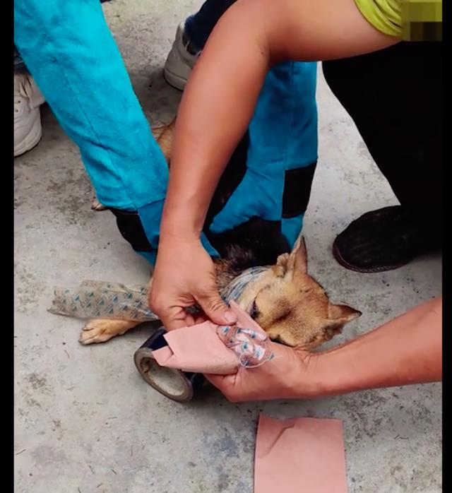 狗狗脖子烂了个洞是什么引起的,狗狗脖子烂了是怎么了