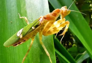 眼斑螳螂的生长过程,眼斑螳螂成长过程
