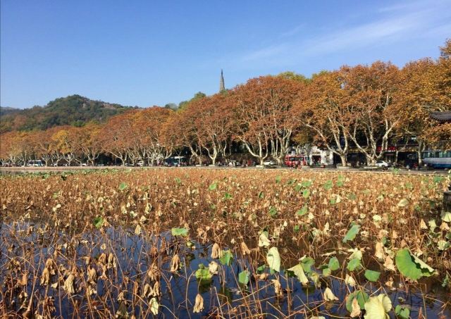 杭州周边赏秋好去处,杭州赏秋最佳攻略