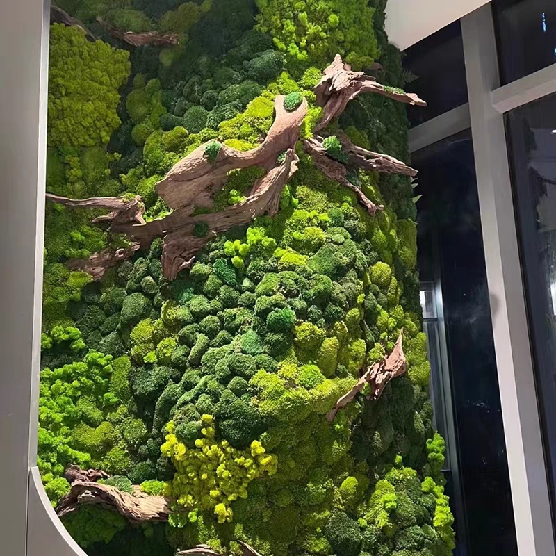 墙上的苔藓弄回来怎么养,院子种苔藓用什么苔藓