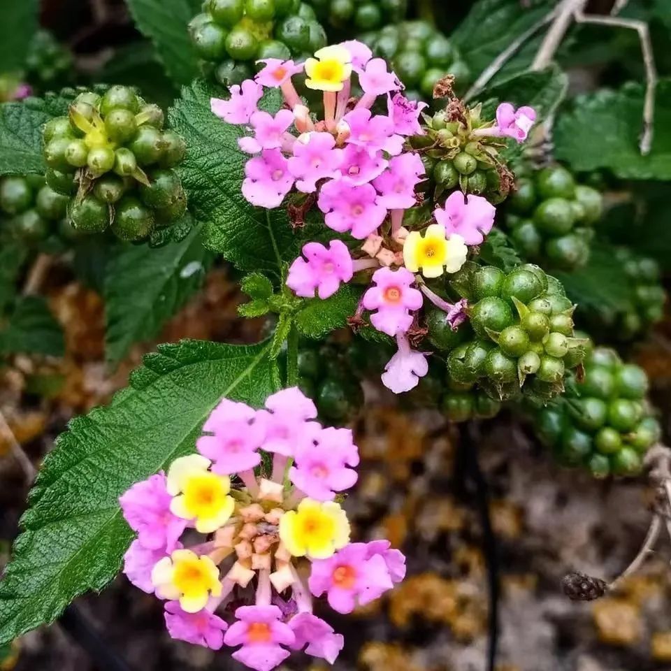适合夏天养的7种花越晒开花越旺,夏天最能开的10种花越热越能开
