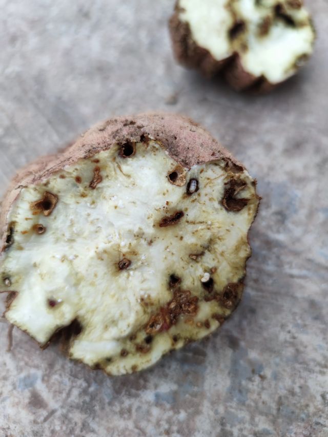 红薯病虫害土法治理,红薯早期病虫害