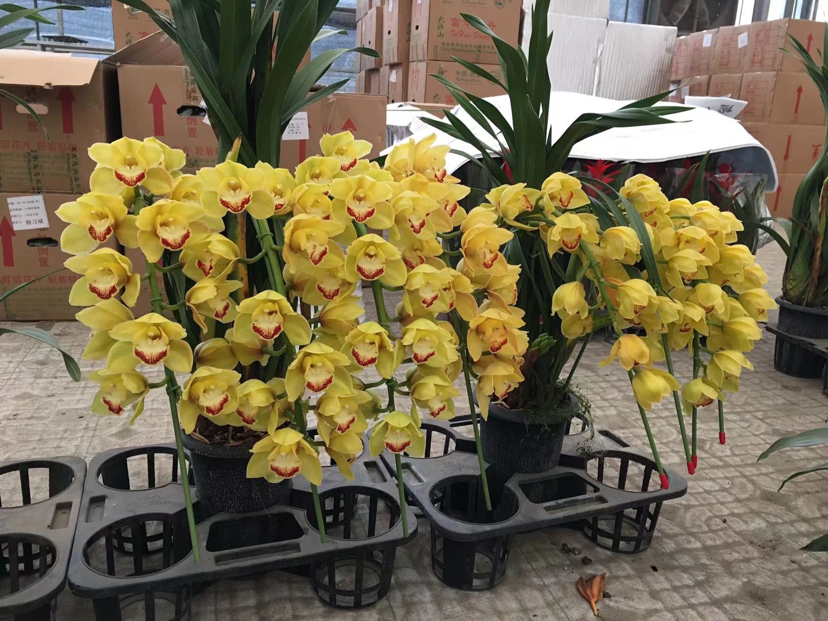 成都春天花卉市场哪里最便宜,成都温江区最便宜的花卉市场