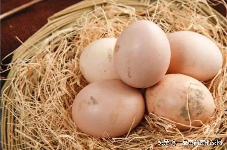 养殖土鸡如何让鸡一年四季都下蛋,养土鸡如何给鸡补钙