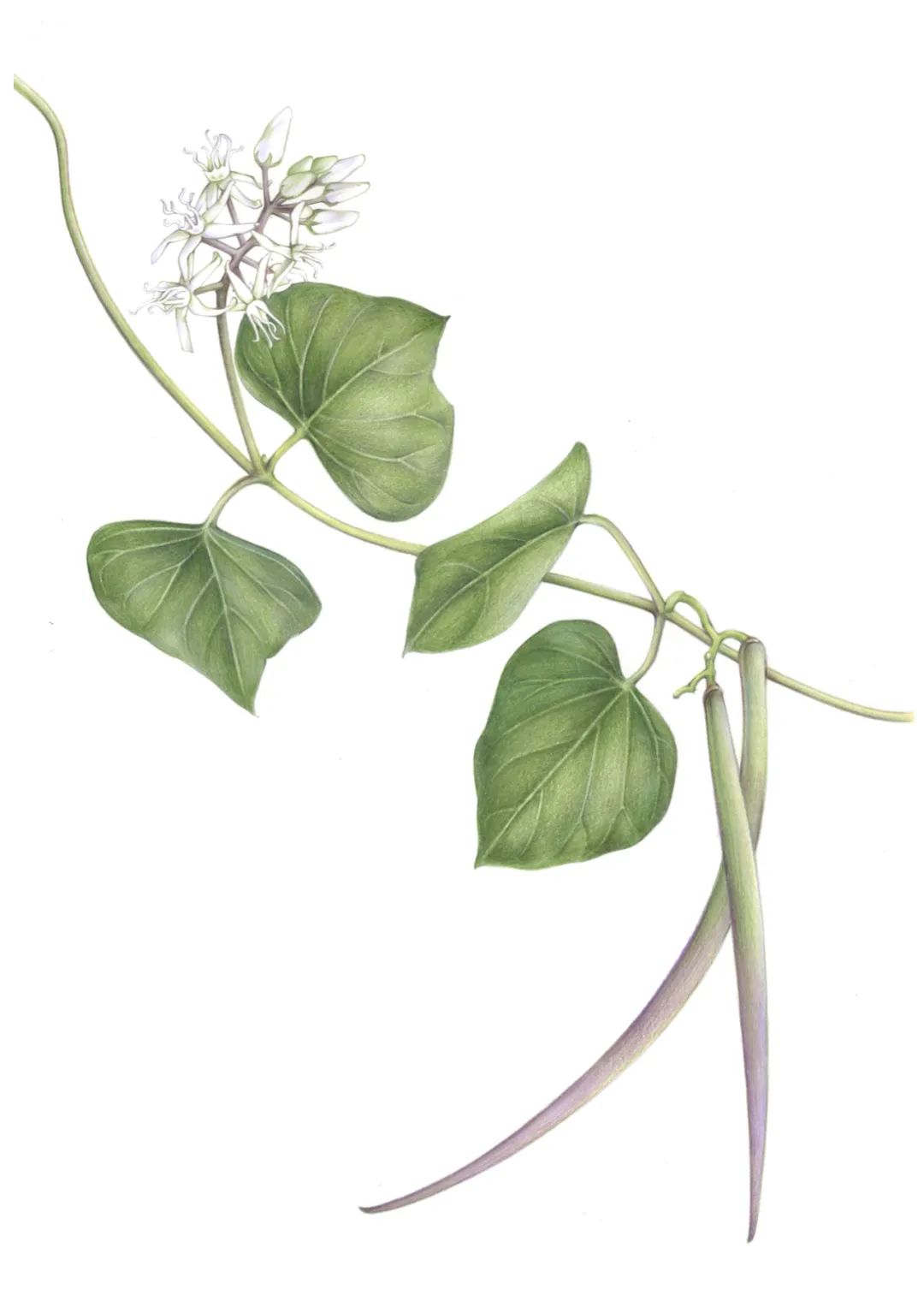 大雪节气到，乌鸦喜鹊抢果吃！柿子：我没惹你们任何鸟