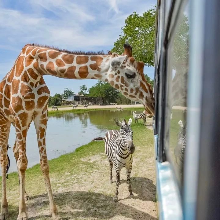 泰国曼谷旅游必去十大景区,泰国野生动物园亲子游