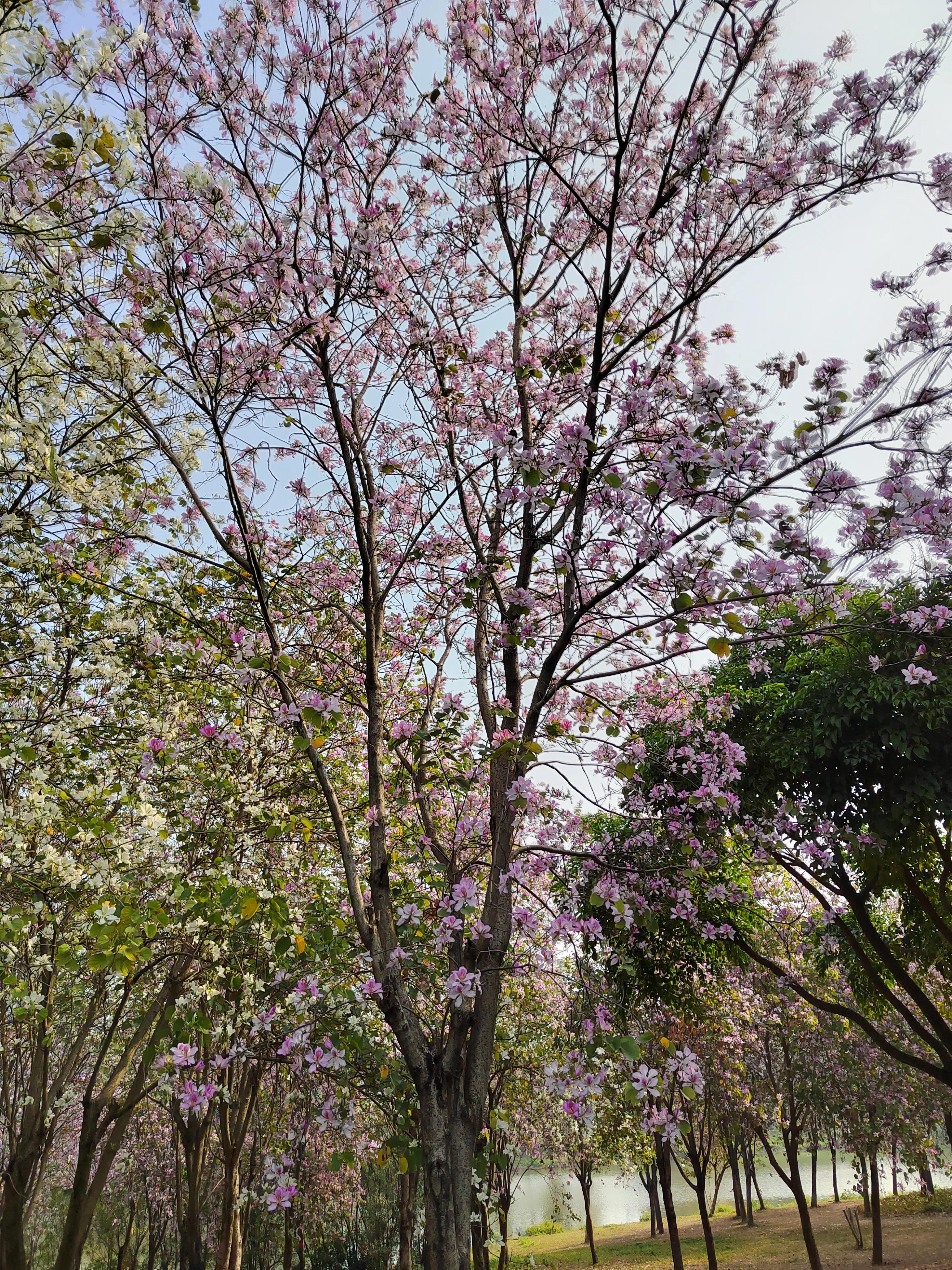 生活家云纱和沧海楼,生活家网易云