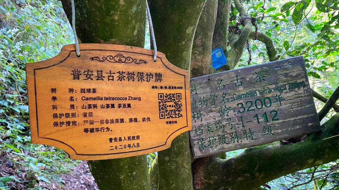 清明哪里适合踏青旅游,清明踏青好去处赏景玩乐两不误