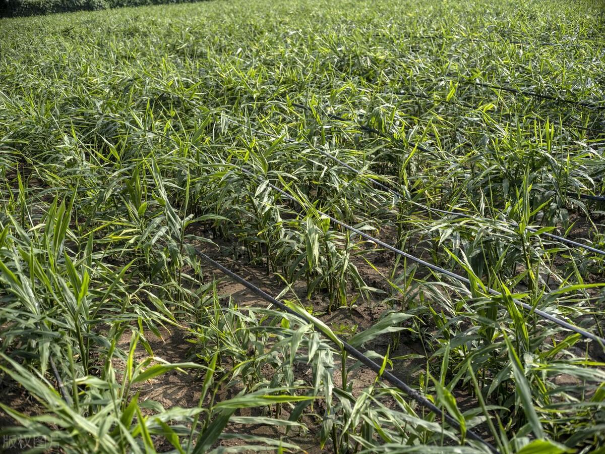 北方何时适宜种姜,立夏种姜夏至收姜是什么意思