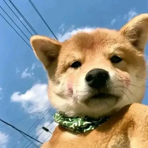 手把手教你如何挑选好狗粮！还是学不会以下七款狗粮闭眼入