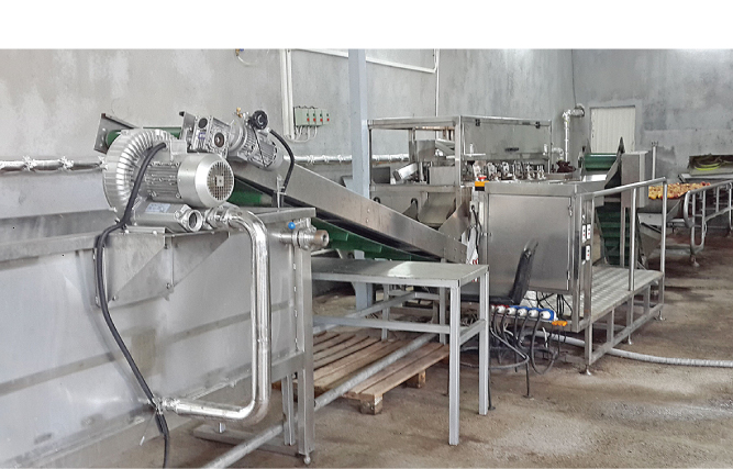 加工芒果干利润,印度芒果干的加工过程