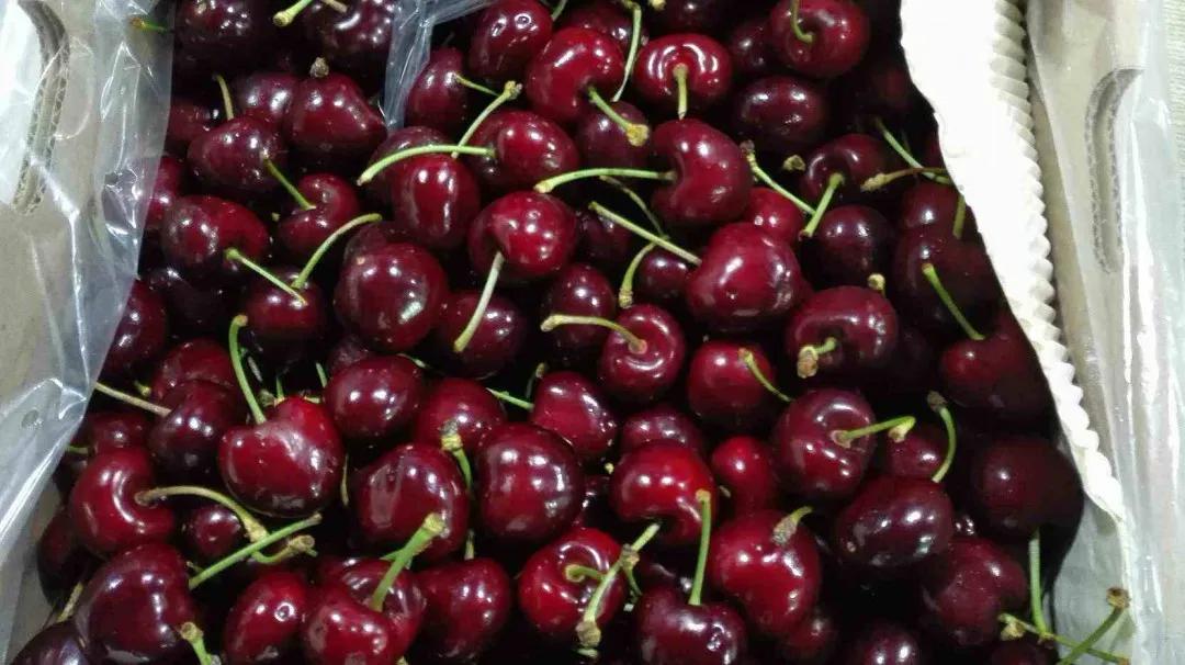 车厘子海运行情,2022海运车厘子价格多少