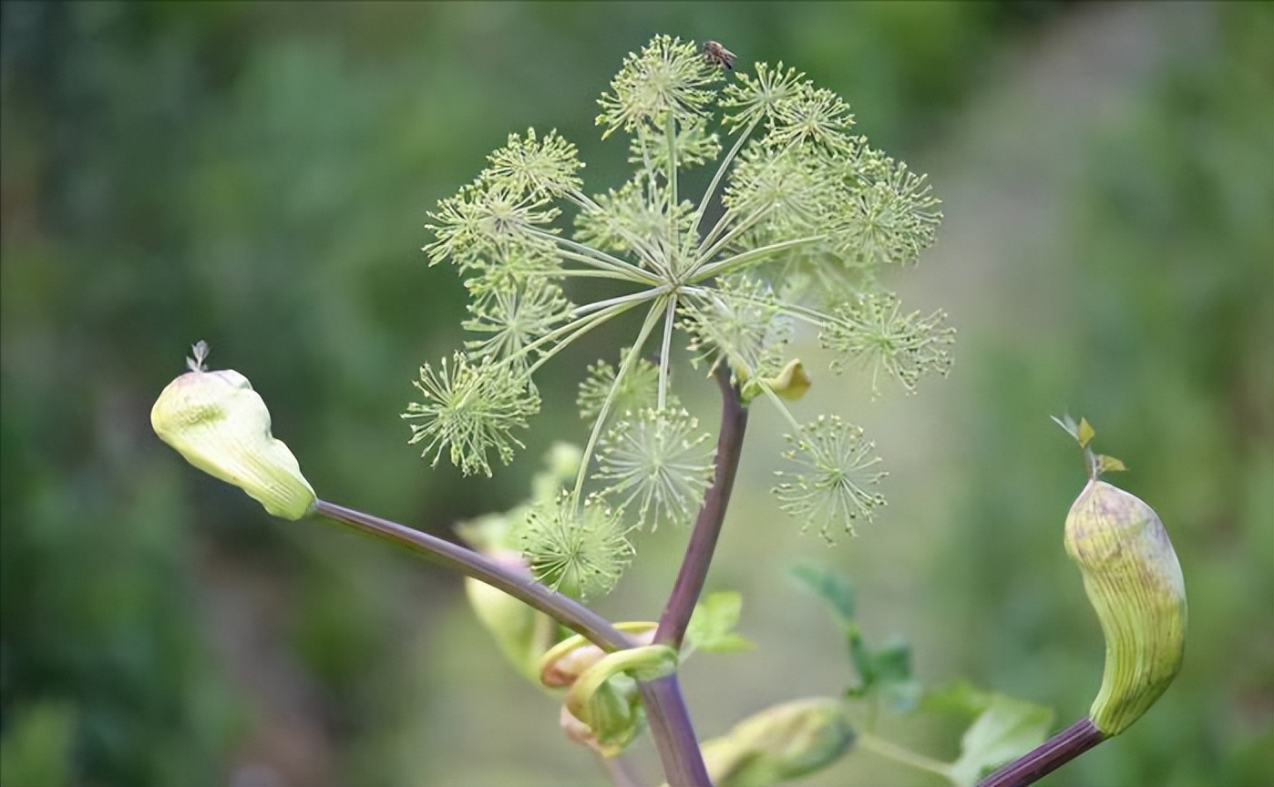 走近中医揭秘健康秘笈,中医甲状腺疾病科普