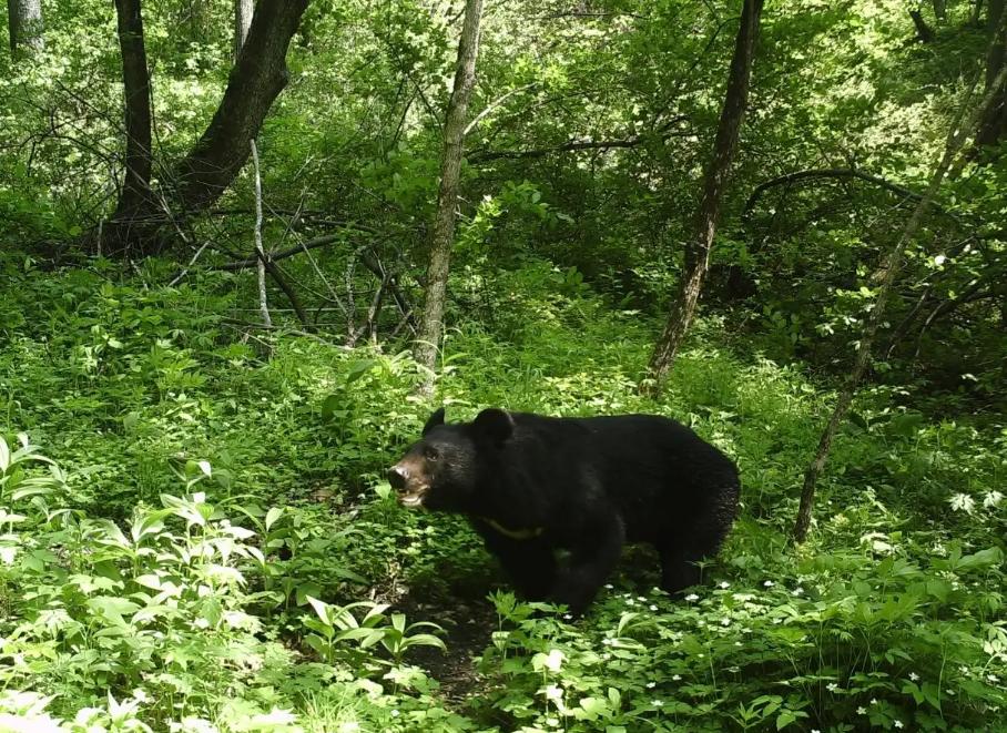 被黑熊袭击为什么这么严重,男子家中遭黑熊袭击徒手击退黑熊