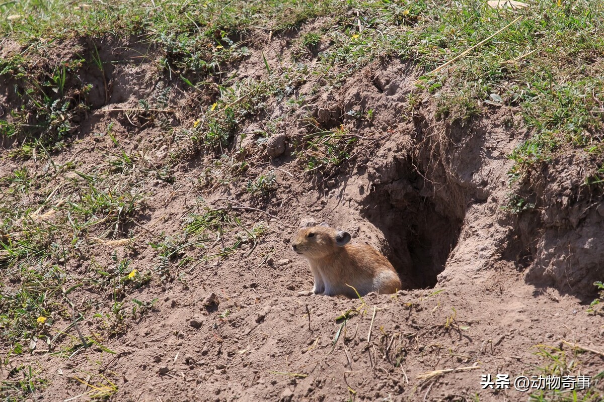 30多年前，为了抓住一只二三十斤的狡猾硕鼠，三爷爷把房子点了