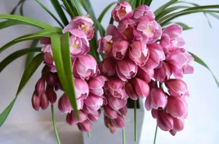 七绝迎新春古诗词,七绝迎新