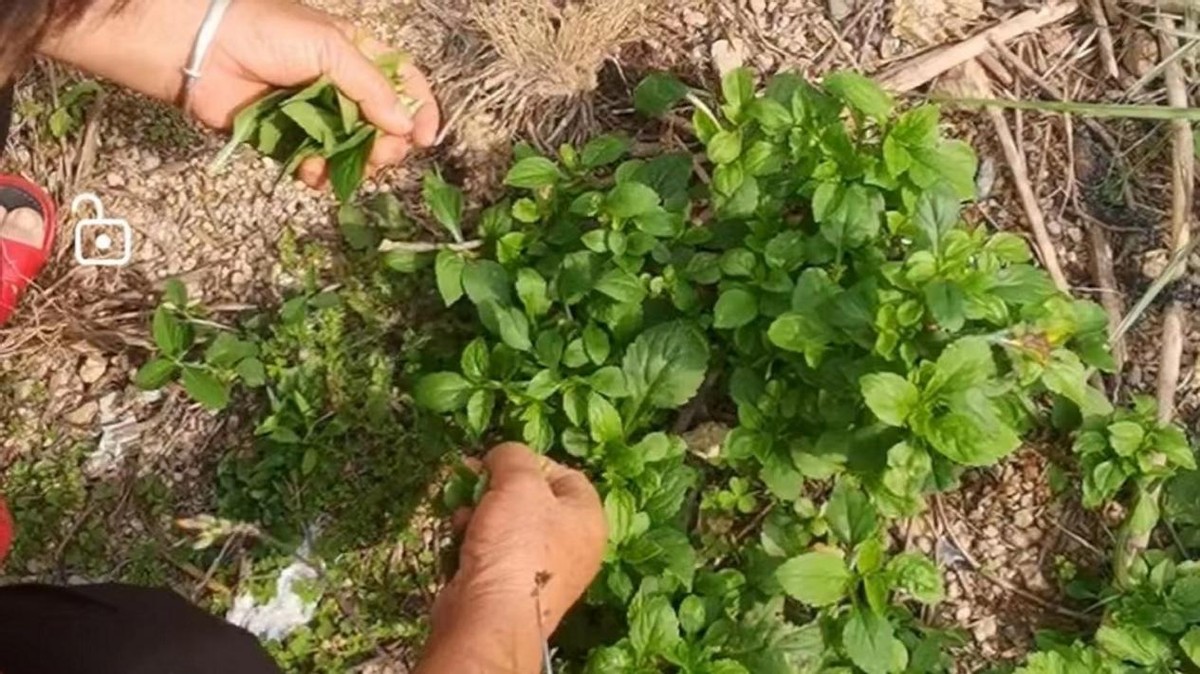 苦斋菜怎么吃效果最好,苦斋菜怎么凉拌