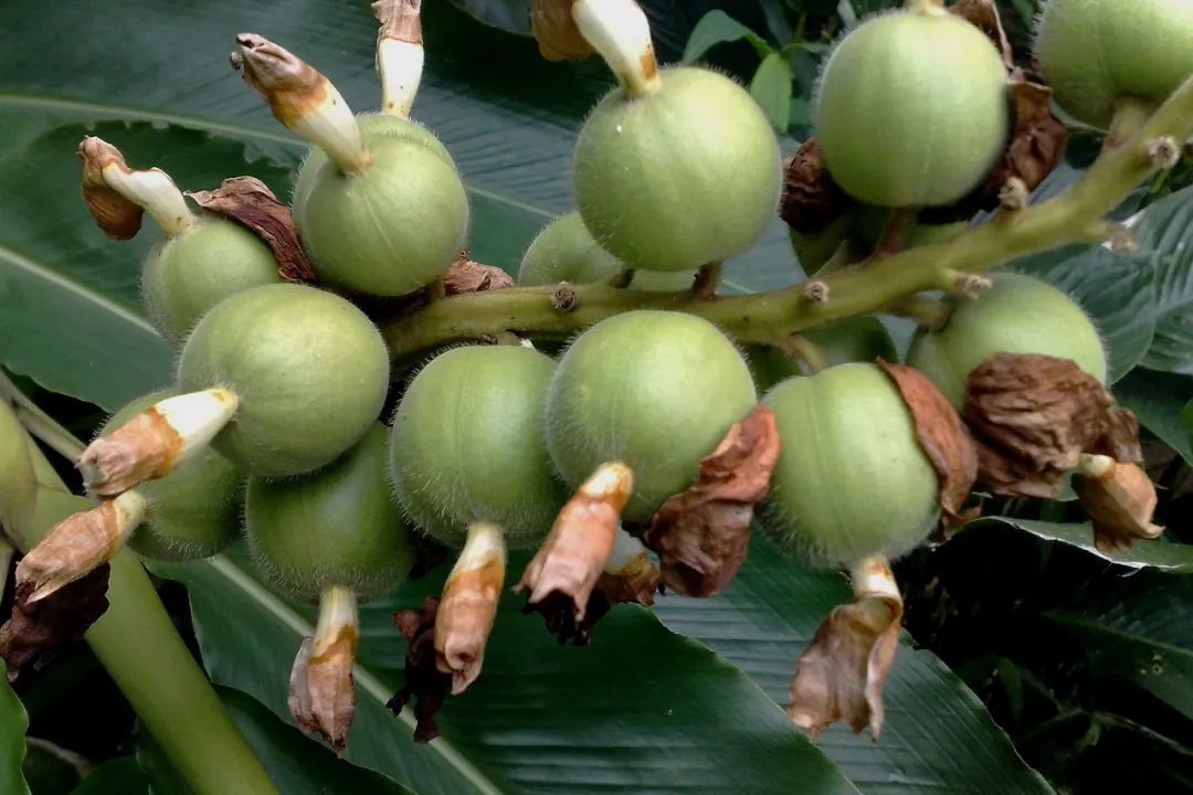 12种香料及分量,姜科植物的香料有哪些