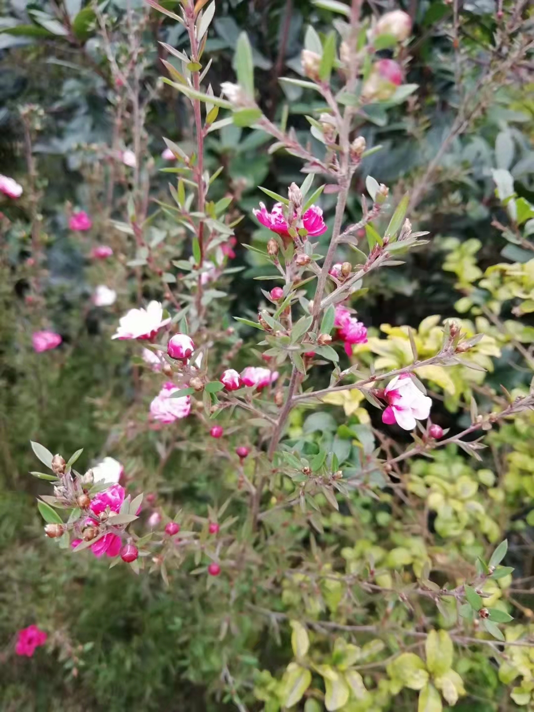 松红梅与松针梅区别,跟松红梅很像的花有什么