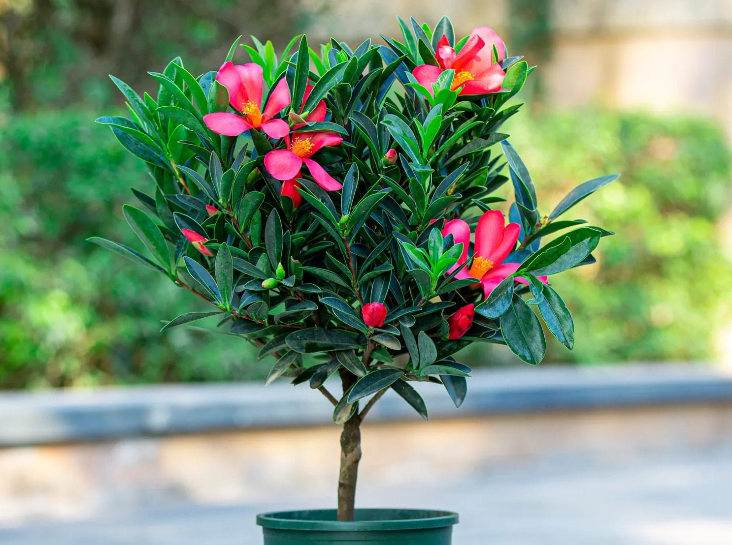 过年家里要养什么花才会好运,什么花适合过年北方养