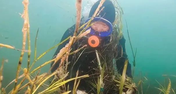 小小一棵“草”竟成世界最大生物体？可它也受到了威胁