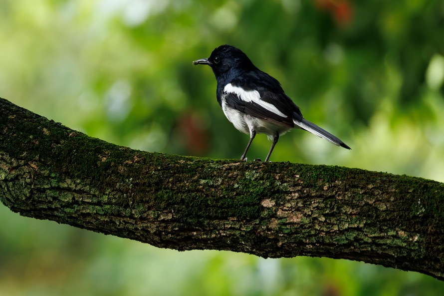 佳能eosr8打鸟,佳能eosr8拍视频变焦