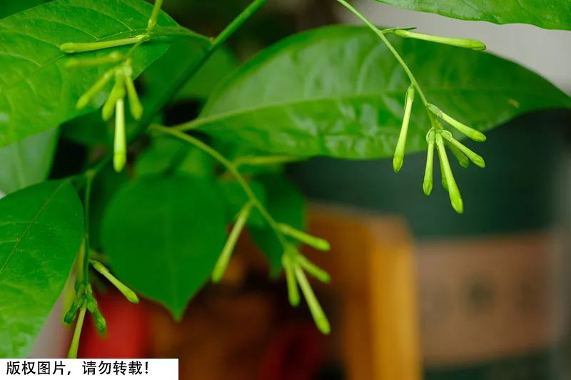 有毒植物夹竹桃,夹竹桃科植物都是有毒的吗