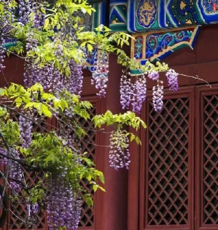 清明北京周边一日游景点推荐,清明节去哪里旅游比较好玩呢北京