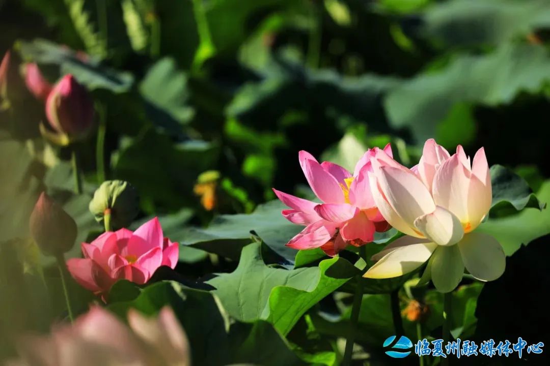 2024骞村宸磋兒閰嶈壊,缁胯壊鐨勫宸磋兒閰嶈壊