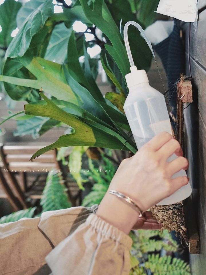 手残党也能养活的10种绿植,十种大家都在养易存活绿植