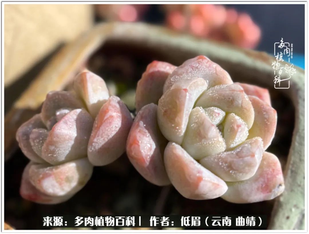 玉露多肉冬季分盆,玉露多肉怎样才能晶莹剔透