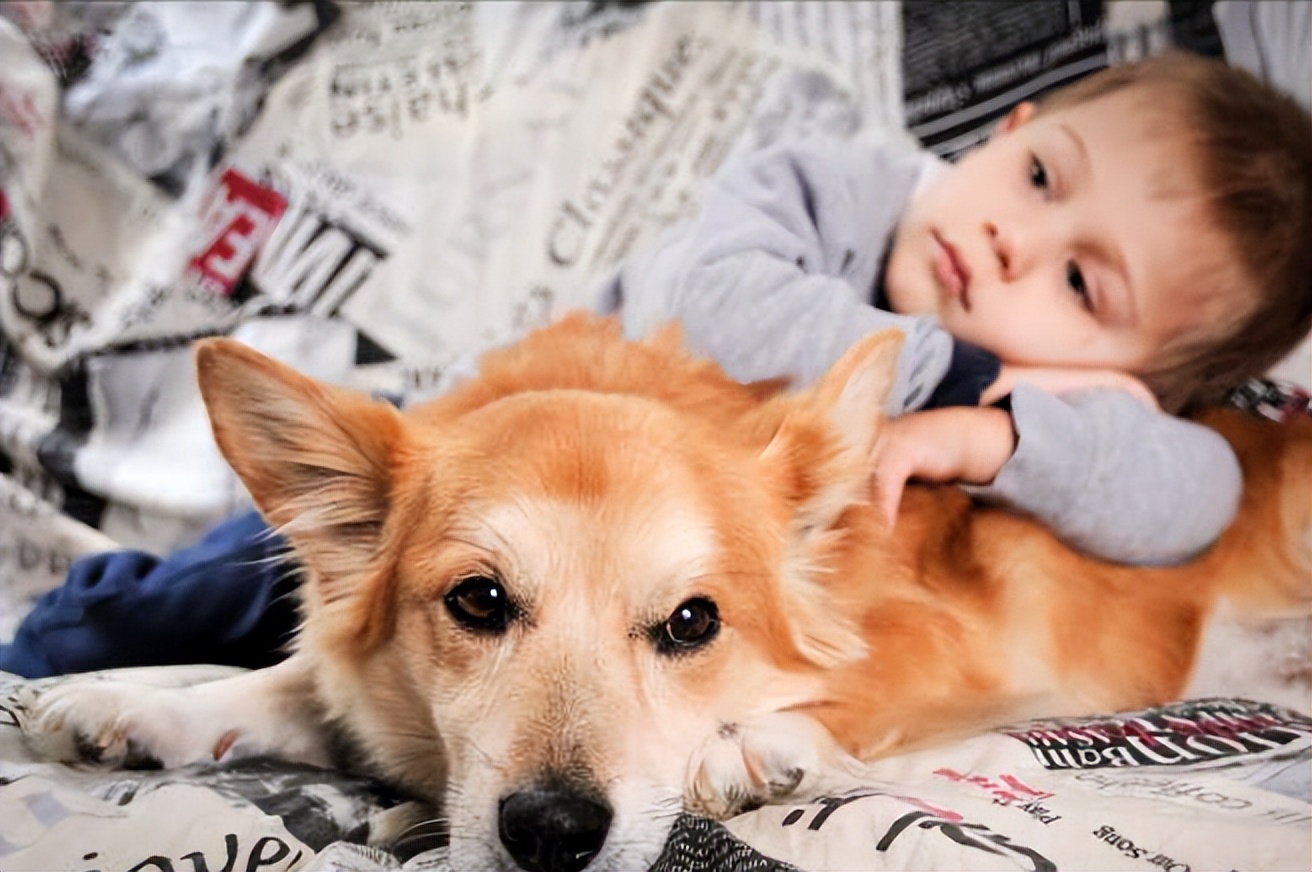 柯基的优点,柯基有几大优点