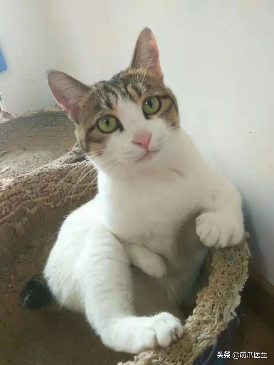 这只叫“长生”的猫咪，真实身份是美人鱼