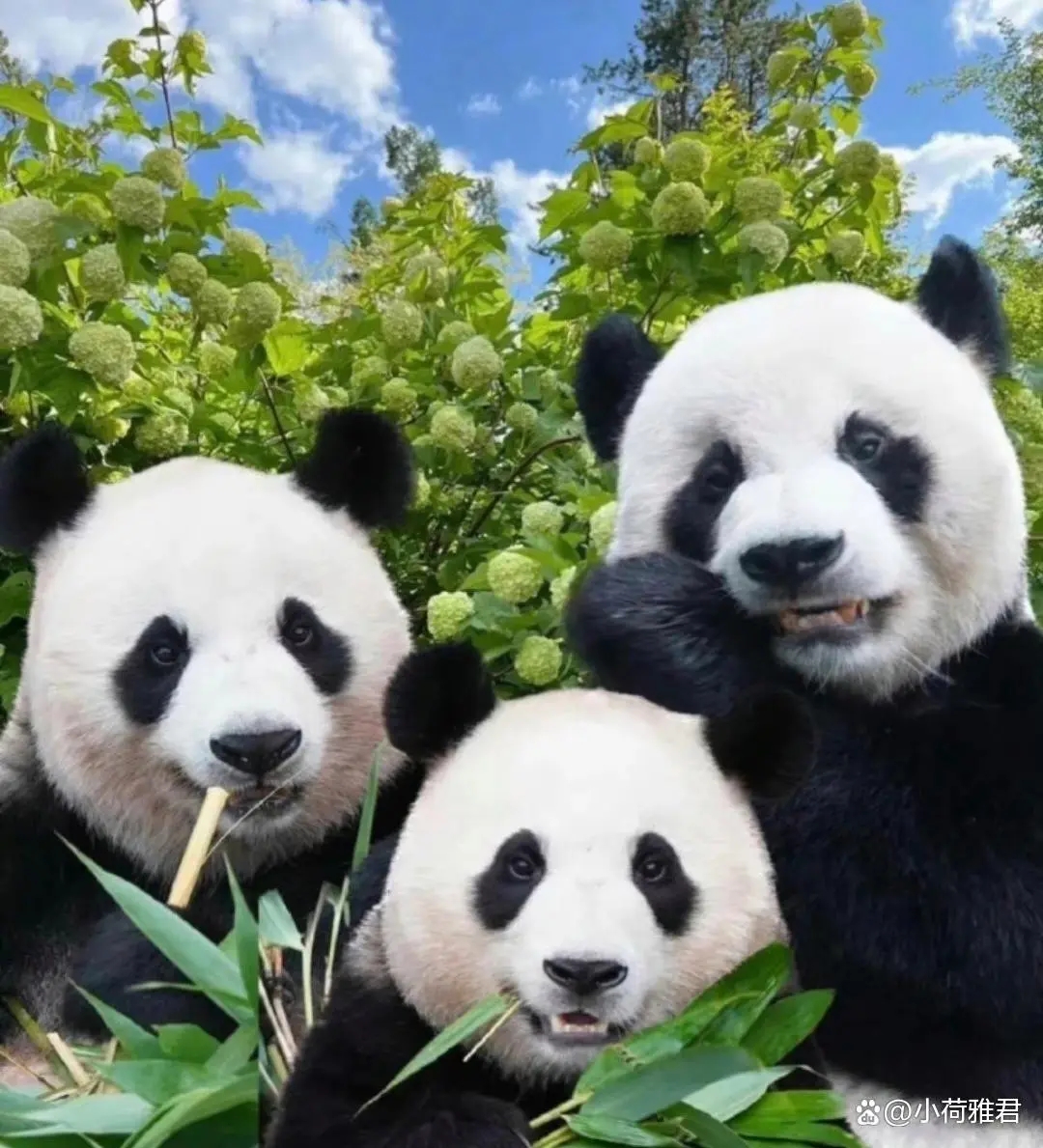 韩国爱宝乐园失火大熊猫有事吗,爱宝乐园着火了福宝一家安全了吗