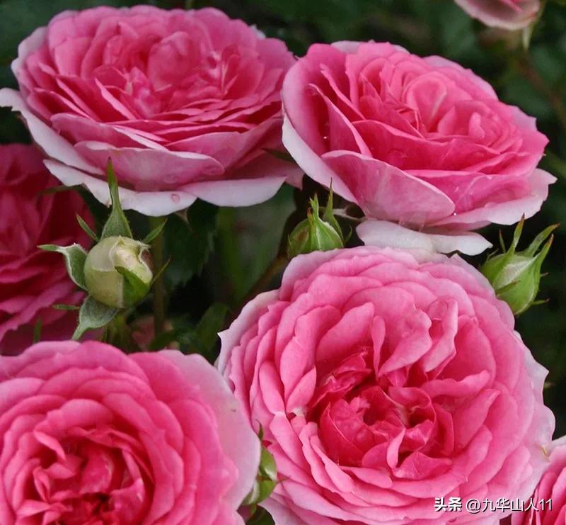 通过adr认证的月季品种,奥古斯塔路易斯月季是adr认证吗