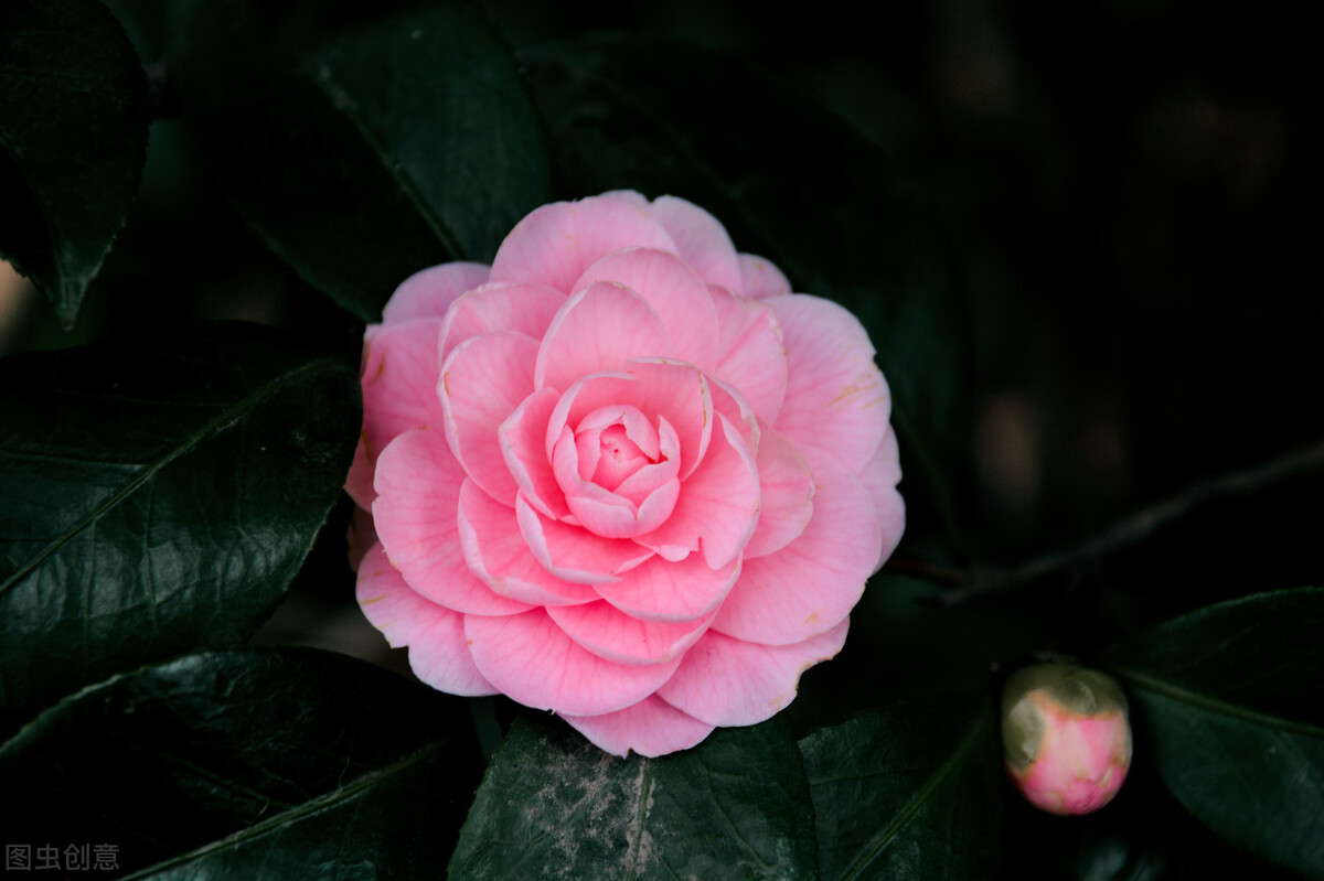 中国古典十大花卉,中国传统十大花卉有哪些