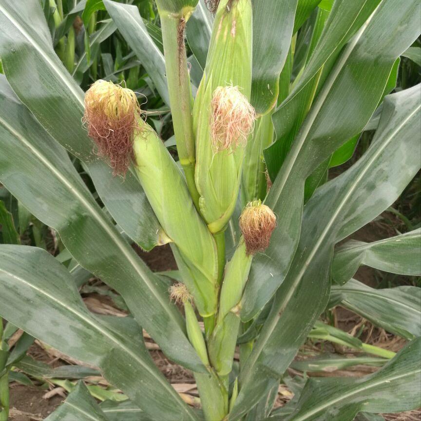 春玉米芽子用掰吗,玉米芽子需要掰还是不需要掰