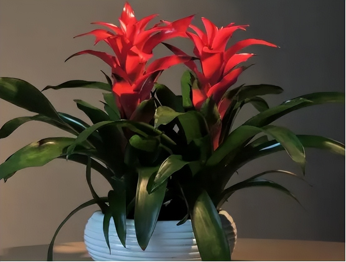 家里最旺财的十种花比较耐阴,家里养什么花最好运气最旺玄学