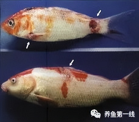 水生生物大盘点,水生生物多图排版