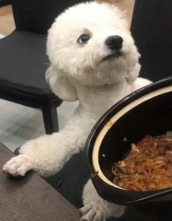 狗狗手术后三种食物不能吃,狗狗绝对不能吃的禁忌水果