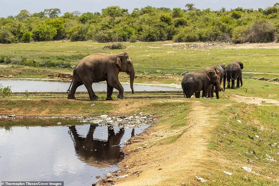 100多头大象死亡,200头大象死亡