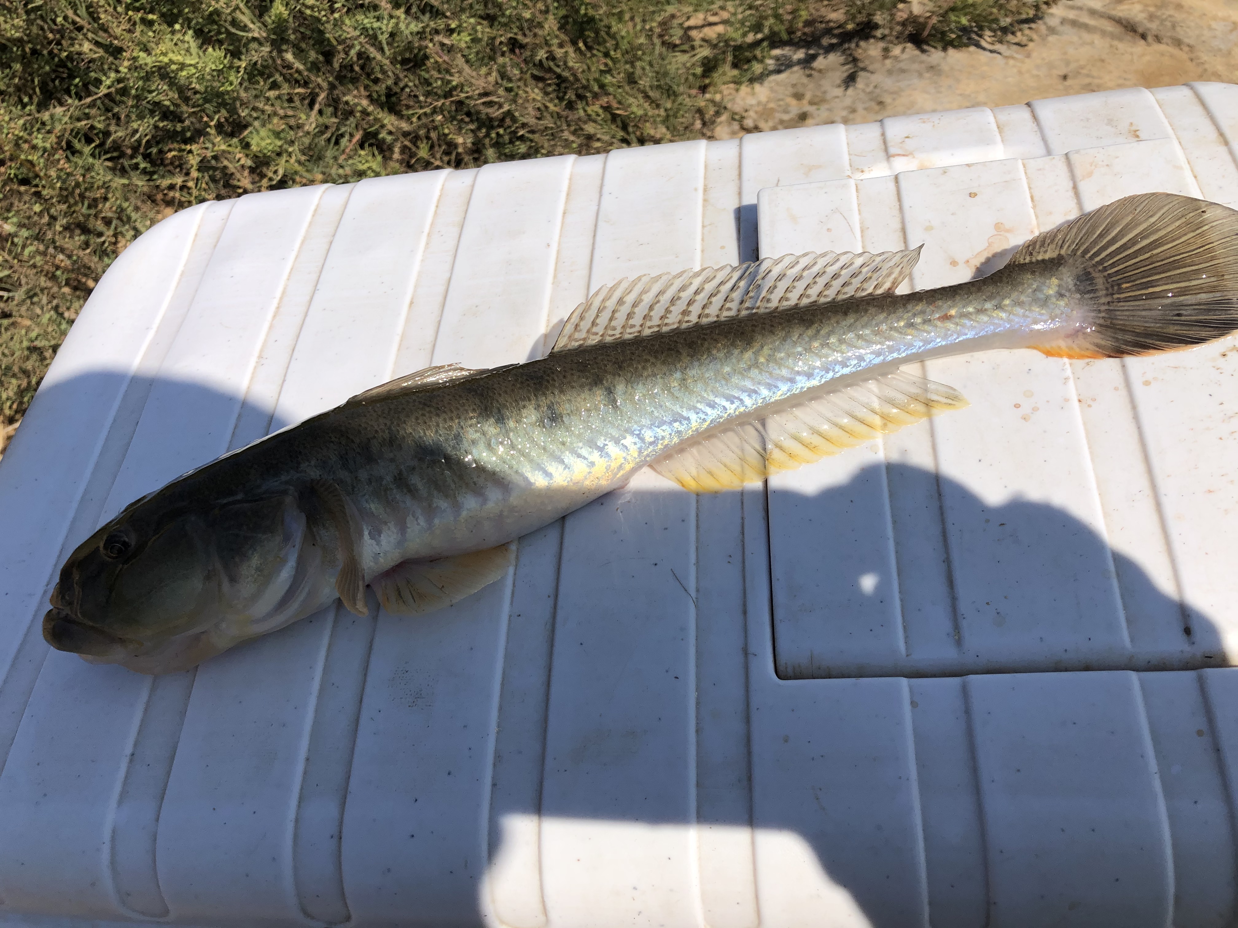 东北楞巴鱼怎么钓,楞巴鱼几月可以钓